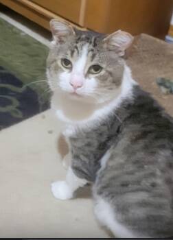 Domestic Short Hair Cats Available for Adoption in Crown Point, Indiana - Marcus Walker | PetCurious