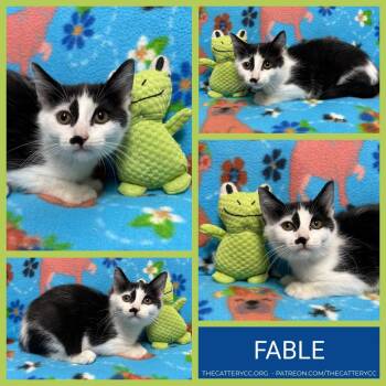 Domestic Short Hair Cats Available for Adoption in Corpus Christi, Texas - Fable | PetCurious