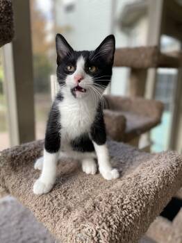 Rescue Domestic Short Hair Cats for Adoption in West Lafayette, Indiana - Piston | PetCurious
