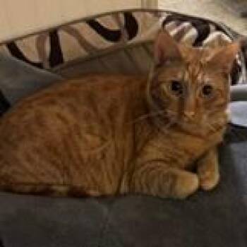 Ginger -  Domestic Short Hair Cat for Adoption in Redwood City, California - Ginger | PetCurious