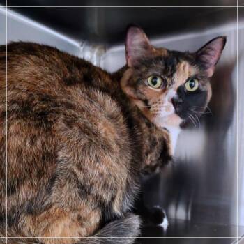 Aura -  Domestic Short Hair Cat for Adoption in Manhattan, Kansas - Aura | PetCurious