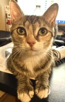 Domestic Short Hair Cats Available for Adoption in Port Orange, Florida - Journey (very Loving) SEE VIDEO!  | PetCurious