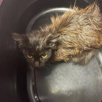 Grimy -  Domestic Medium Hair Cat for Adoption in Charleston, West Virginia - Grimy | PetCurious