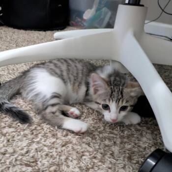 Ed -  Domestic Medium Hair Cat for Adoption in Chicago, Illinois - Ed | PetCurious