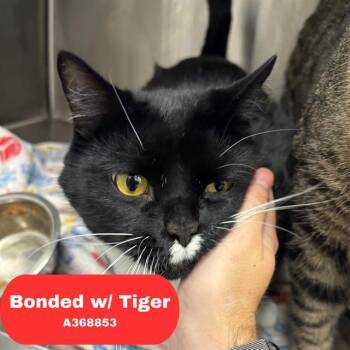 OREO -  Domestic Short Hair Cat for Adoption in Indianapolis, Indiana - OREO | PetCurious