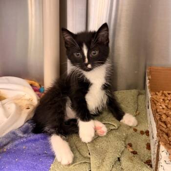 Sprout -  Domestic Short Hair Cat for Adoption in Lynchburg, Virginia - Sprout | PetCurious