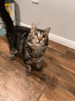 McFly -  Domestic Medium Hair Cat for Adoption in Las Vegas, Nevada - McFly | PetCurious