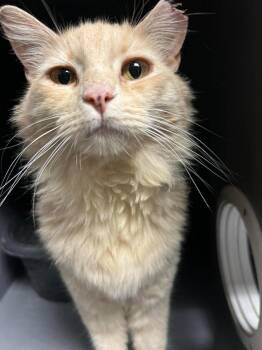 Domestic Medium Hair Cats Available for Adoption in Chandler, Arizona - Custard Gingie | PetCurious
