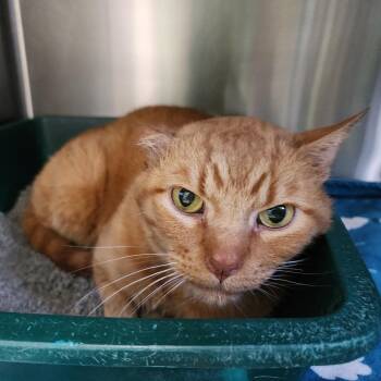 Father Thomas -  Domestic Short Hair Cat Available for Adoption in Dixon, Illinois - Father Thomas | PetCurious