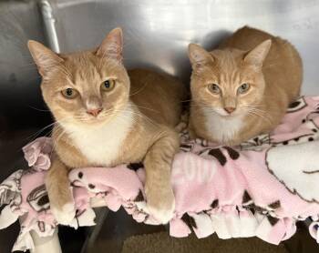 Dream -  Domestic Short Hair Cat for Adoption in Wheaton, Illinois - Dream | PetCurious