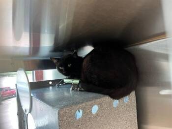 Domestic Short Hair Cats Available for Adoption in Colorado Springs, Colorado - BARN TABU | PetCurious