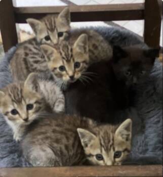 Bengal Cats Available for Adoption in Jacksonville, Florida - The Patriot Litter | PetCurious