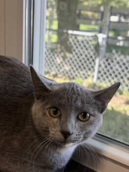 Raptor -  Domestic Short Hair Cat for Adoption in Plymouth, Michigan - Raptor | PetCurious