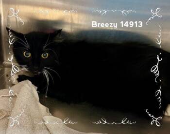 Rescue Domestic Medium Hair Cats for Adoption in Marietta, Georgia - BREEZY | PetCurious