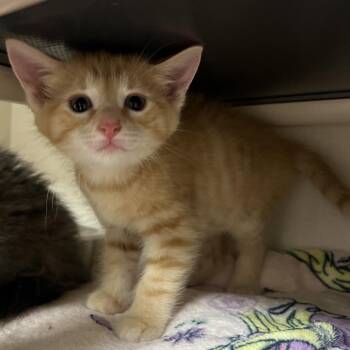 Westley -  Domestic Short Hair Cat for Adoption in Mentor, Ohio - Westley | PetCurious
