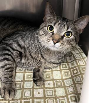 Dexter -  Domestic Short Hair Cat for Adoption in Johnston, Rhode Island - Dexter | PetCurious