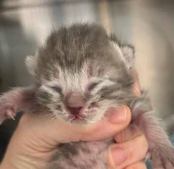 Domestic Short Hair Cats Available for Adoption - A649325 | PetCurious