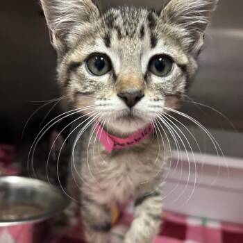 Pebbles -  Domestic Short Hair Cat for Adoption in Lakeland, Florida - Pebbles | PetCurious
