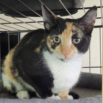 Junie -  Domestic Short Hair Cat Available for Adoption in Boston, Massachusetts - Junie | PetCurious