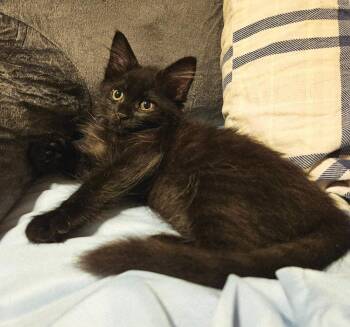 Two Bit -  Domestic Medium Hair Cat for Adoption in Warner Robins, Georgia - Two Bit | PetCurious