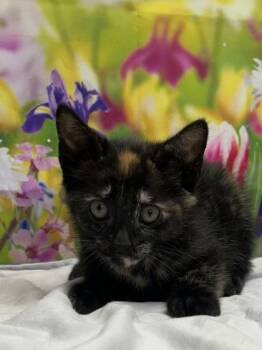 Domestic Short Hair Cats Available for Adoption in San Antonio, Texas - Sophia | PetCurious