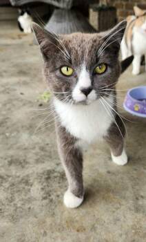 Domestic Short Hair Cats Available for Adoption in Olney, Illinois - Perry | PetCurious