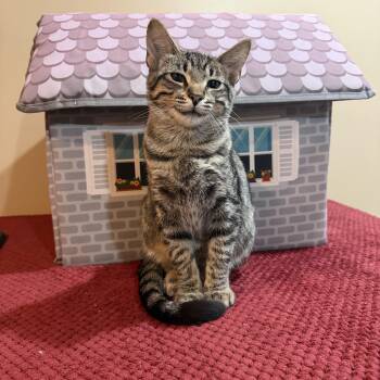 Butternut -  Domestic Short Hair Cat for Adoption in Hammond, Indiana - Butternut | PetCurious
