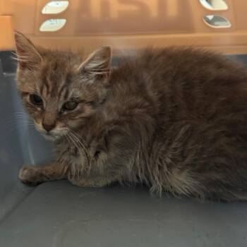 Mayhem -  Domestic Short Hair Cat for Adoption in Lynchburg, Virginia - Mayhem | PetCurious