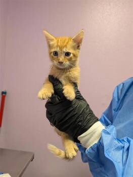 61724678 -  Domestic Medium Hair Cat for Adoption in El Paso, Texas - 61724678 | PetCurious