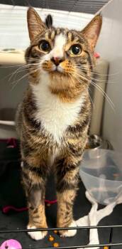 Zion -  Domestic Short Hair Cat for Adoption in Montreal, Quebec - Zion | PetCurious