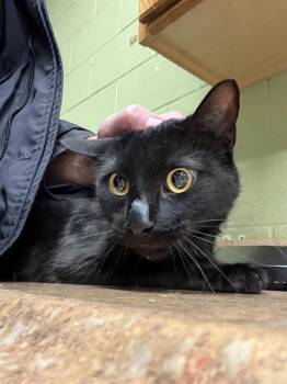 Domestic Short Hair Cats Available for Adoption in Indianapolis, Indiana - MERWIN | PetCurious