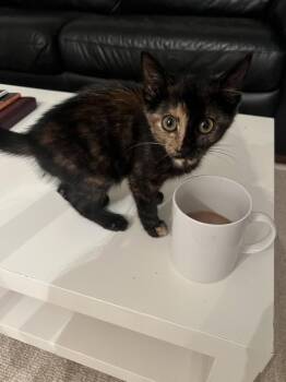 Bitty Bufain -  Domestic Short Hair Cat for Adoption in Wilmington, North Carolina - Bitty Bufain | PetCurious