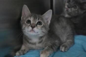 Gimli -  Domestic Short Hair Cat for Adoption in Brunswick, Georgia - Gimli | PetCurious