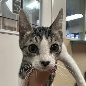 Oswald -  Domestic Short Hair Cat for Adoption in Goleta, California - Oswald | PetCurious