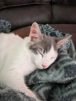 Rescue Domestic Medium Hair Cats for Adoption in Fresno, California - Rosemary | PetCurious