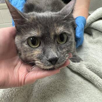 Freya -  Domestic Short Hair Cat for Adoption in Murray, Utah - Freya | PetCurious