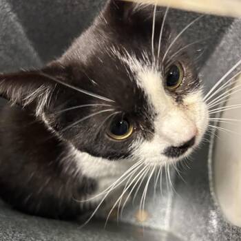 Domestic Short Hair Cats Available for Adoption - Ridge | PetCurious