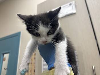 Rescue Domestic Short Hair Cats for Adoption in Las Vegas, Nevada - A1395306 | PetCurious