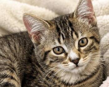 Sarah -  Domestic Short Hair Cat for Adoption in Antioch, California - Sarah | PetCurious