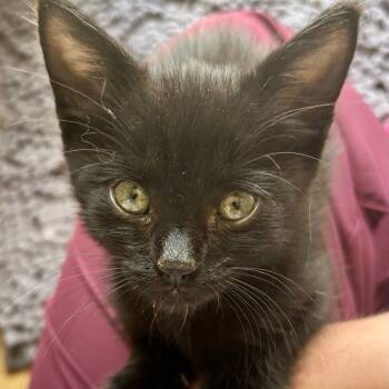 Flip C11259 -  Domestic Short Hair Cat for Adoption - Flip C11259 | PetCurious