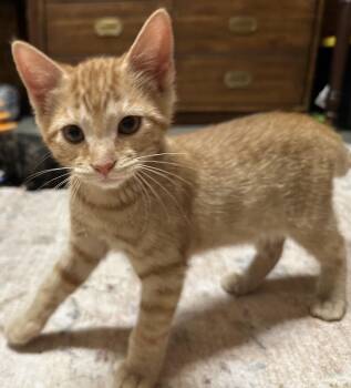 Butterfinger -  Domestic Short Hair Cat for Adoption in Byrdstown, Tennessee - Butterfinger | PetCurious