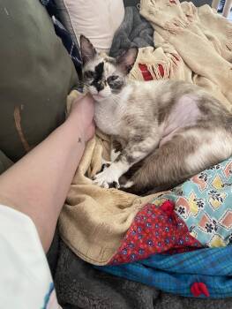 Rescue Siamese Cats for Adoption in Camden, South Carolina - Herringbone (Available For Pre-adoption) | PetCurious
