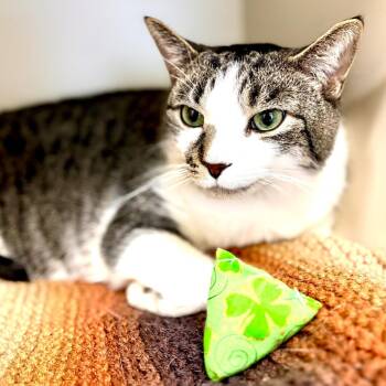 Domestic Short Hair Cats Available for Adoption - Finn | PetCurious