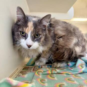 MABELINE -  Domestic Long Hair Cat for Adoption in Riverside, California - MABELINE | PetCurious