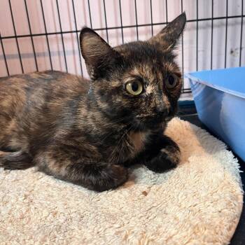 Dolly Parton -  Domestic Short Hair Cat for Adoption in Salisbury, Massachusetts - Dolly Parton | PetCurious