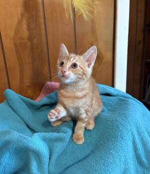 Domestic Short Hair Cats Available for Adoption in St. Augustine, Florida - Satsuma | PetCurious