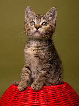 Rescue Tabby and Tortoiseshell Cats for Adoption in Palo Alto, California - Pride: Glitter | PetCurious