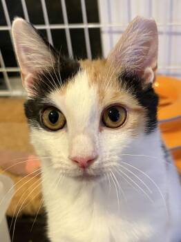 Calico and Domestic Short Hair Cats Available for Adoption - Elizabeth Taylor  | PetCurious