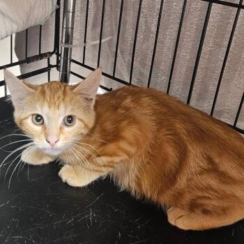 Menzies Orange -  Domestic Short Hair Cat for Adoption in Chilliwack, British Columbia - Menzies Orange | PetCurious