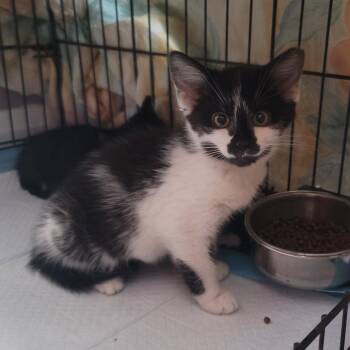 Domestic Short Hair Cats Available for Adoption - Milk (bonded To Coffee Bean) | PetCurious